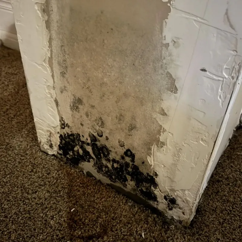 Professional Mold Removal in Waynesboro, TN